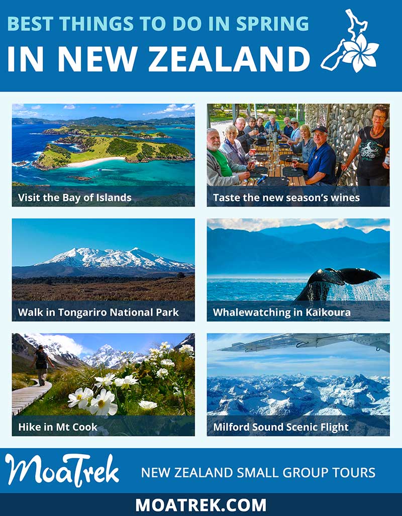 Infographic introducing the best springtime activities in New Zealand