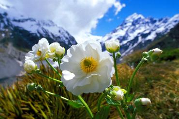 Native alpine lily and Mt Cook, springtime  - Best time to visit New Zealand