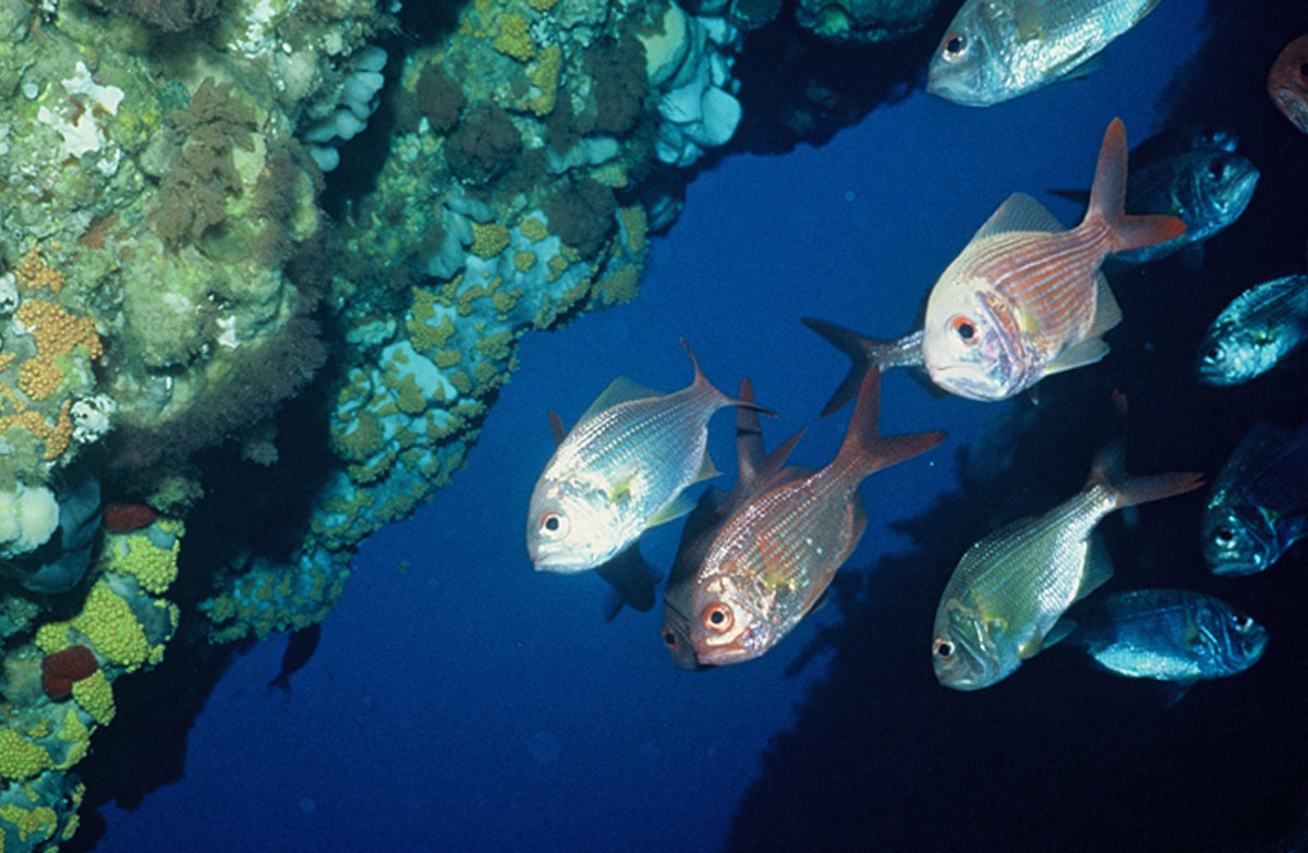 Golden Snapper at the Poor Knights Island Marine Reserve