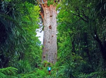 Tane Mahuta Lord of the Forest - Maori Culture Tours NZ