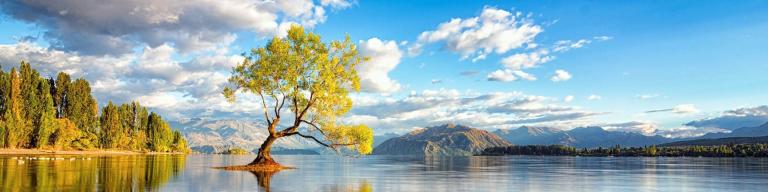 Stunning views of famous Lake Wanaka willow tree in New Zealand