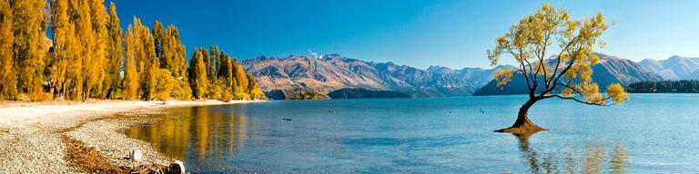 Lake Wanaka Tree and Autumn Colours - Travelling NZ Alone