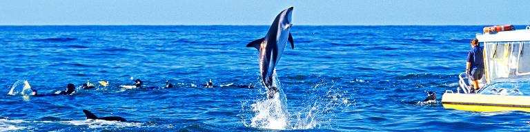 Dolphin jumping near swimmers - NZ wildlife and nature