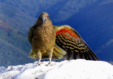 Kea, native alpine parrot - Wildlife and Nature Tours NZ