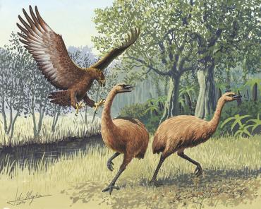 Prehistoric Moa being attacked by giant Eagle - Wildlife and Nature Tours NZ